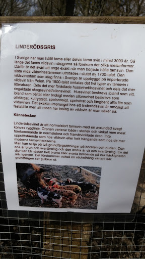 Wämöparkens Linderödsgris