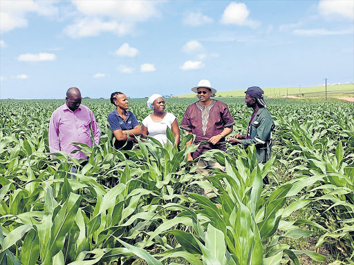 AGRI INTERESTS: Lambasi Chief Mthuthuzeli Makwedini, Technoserve intern Kamvalethu Hoyi, business advisor Jabulile Sithole, Eastern Cape Rural Development and Agrarian Reform MEC, Mlibo Qobohiyane and Technoserve intern Siyabonga Mbuzwa at a maize plantation in Lambasi. The MEC visited the area to assess the maize with the current drought ravaging the province Picture: SUPPLIED