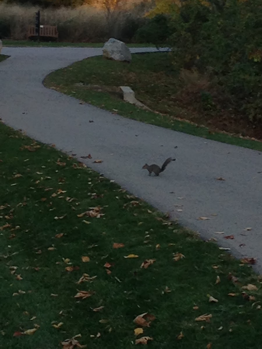 Gray Squirrel