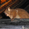 Thick-tailed Bushbaby