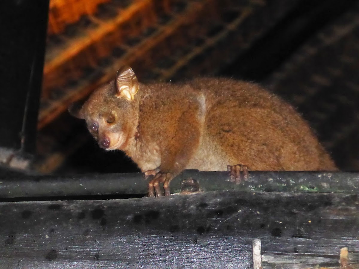 Thick-tailed Bushbaby