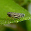 Leafhopper