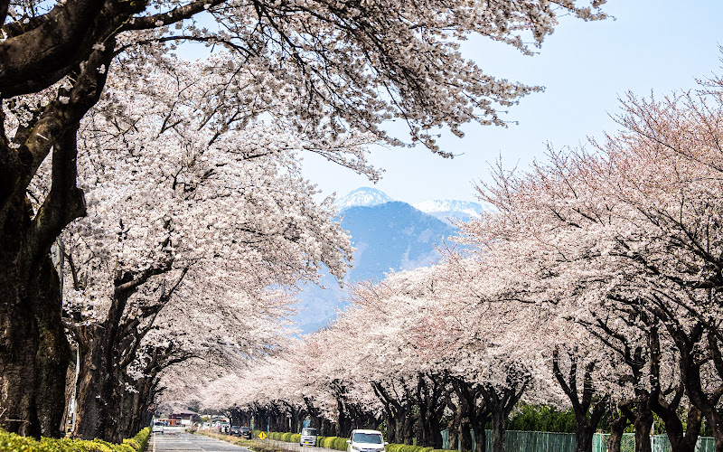 Row of cherry blossom trees in Nozaki Second Industrial Park