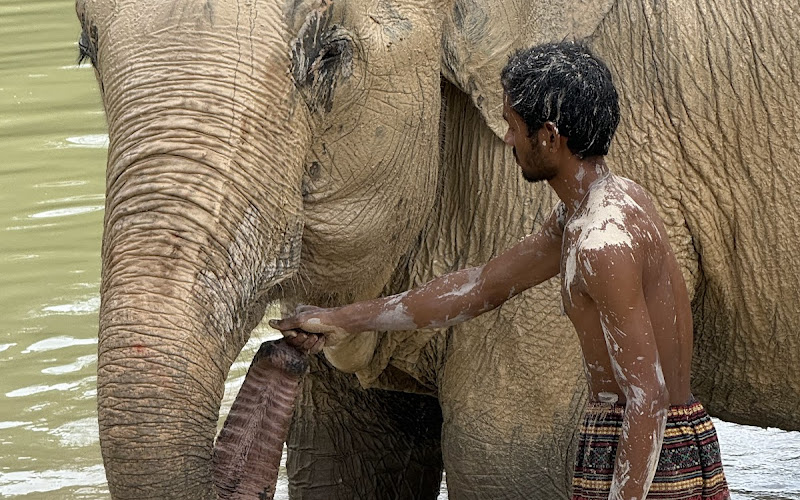 Love Elephant Sanctuary Krabi
