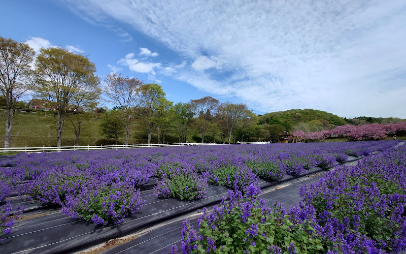 Ark館ヶ森 ラベンダー畑