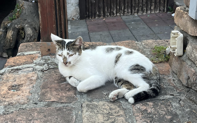 Always hungry mama cat