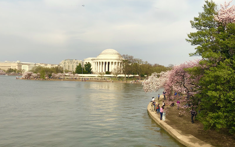 Indicator Tree for Cherry Blossom