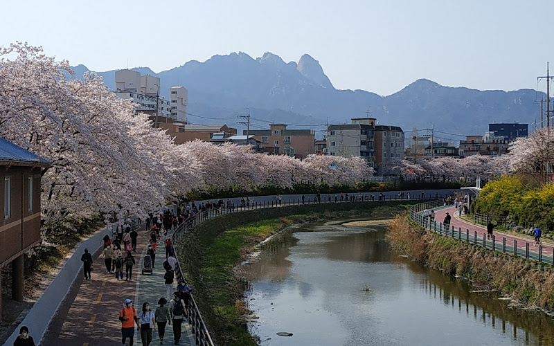 Uicheon Stream Cherry Blossom Road