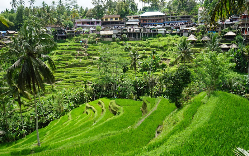 Tegallalang Rice Terrace