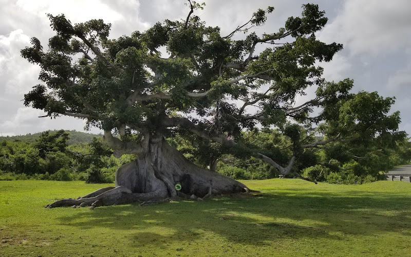Parque de la Ceiba de Vieques Reserva Natural