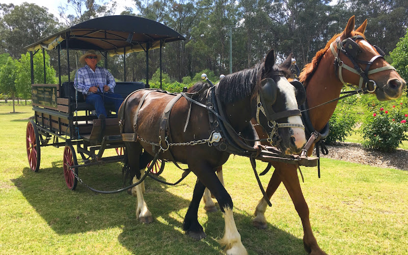 Hunter Valley Horses / @ the farm / HVH FARMS