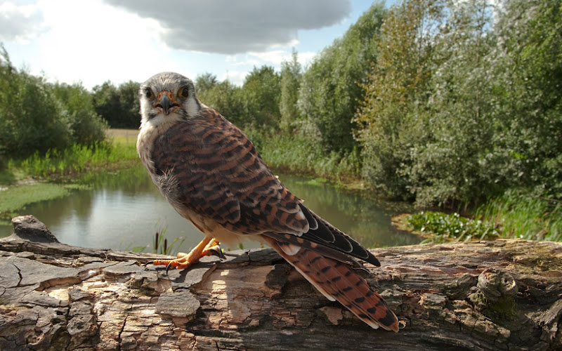Topvogel Roofvogelpark Diessen