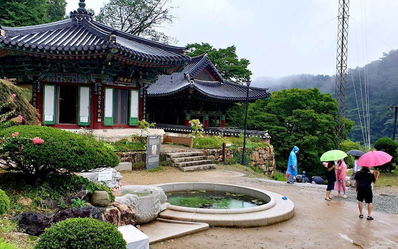 양평 용문사 은행나무