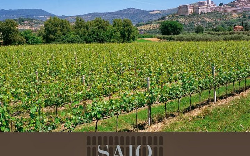 Cantina SAIO Assisi Degustazione vino, olio e prodotti tipici