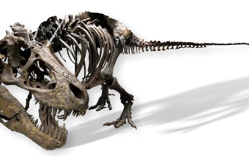Earth Experience - Middle Tennessee Museum of Natural History
