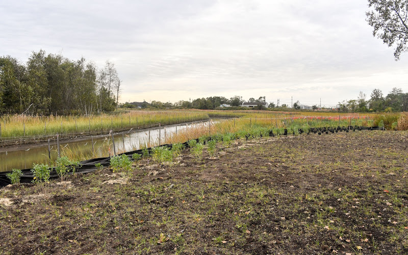 Saw Mill Creek Marsh