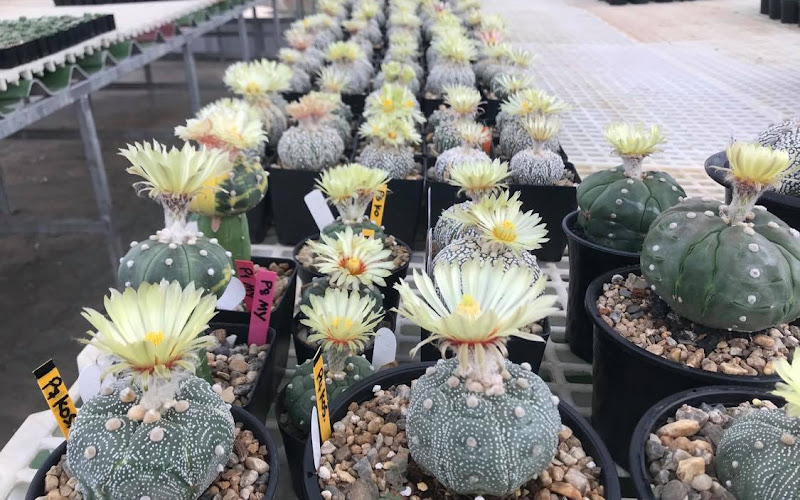 Hug Cactus Farm