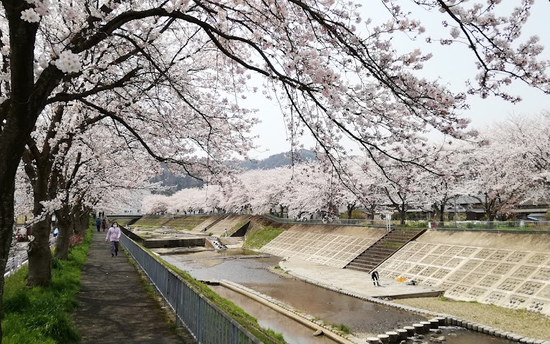 与保呂川千本桜