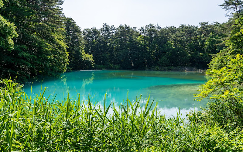 Aonuma Pond（Goshikinuma Ponds）
