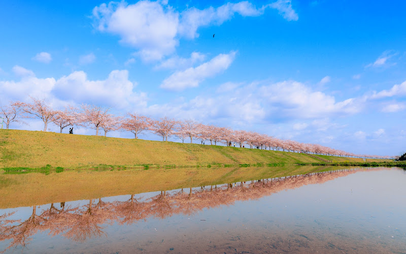 おおべ逆さ桜