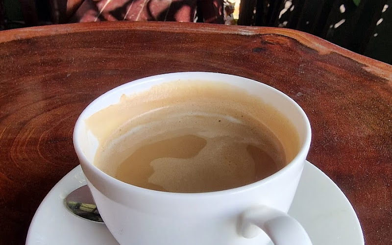 ต้นชากาแฟสด