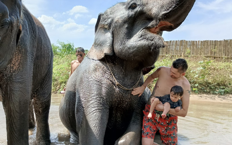 Tonsai Elephant Sanctuary Park Patong