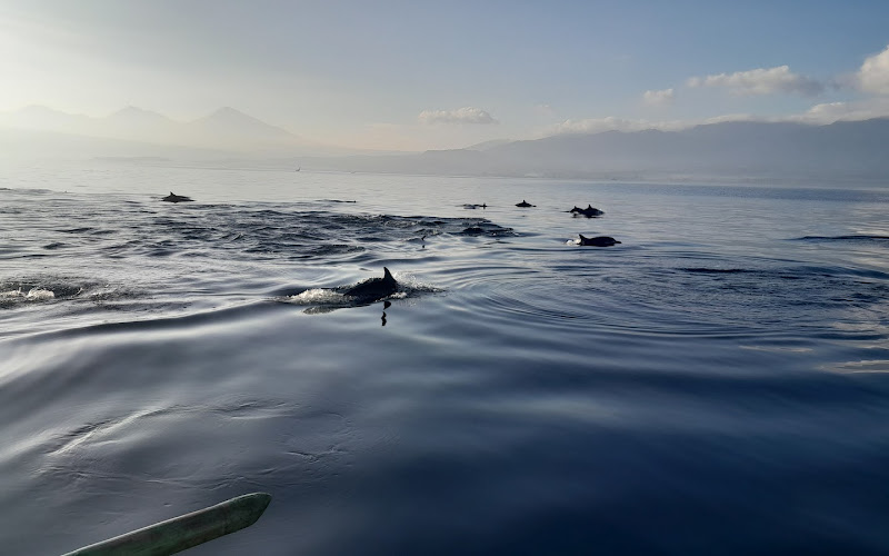 Lovina Dolphin Center