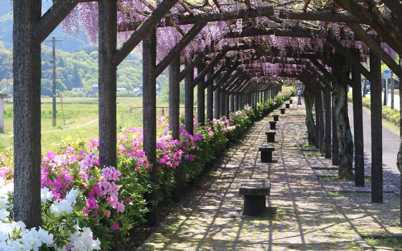 Ureshino Wisteria Trellis Street