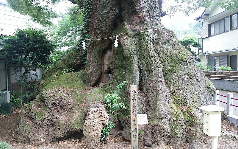 Divine Camphorwood