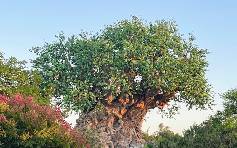 Tree of Life