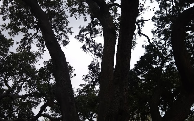 Ark Plantation