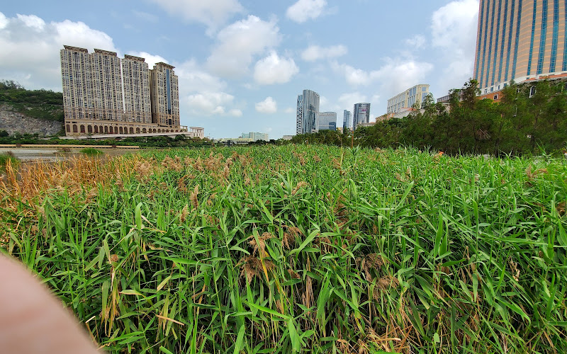 Wetland in Avenida da Praia, Taipa