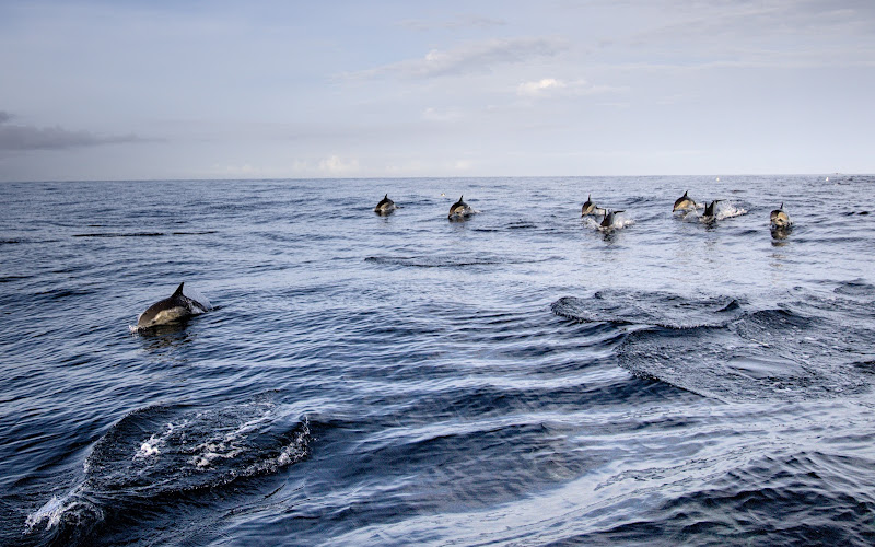 Water4fun - Whale Watching Terceira island