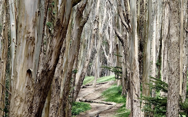 Andy Goldsworthy's Wood Line