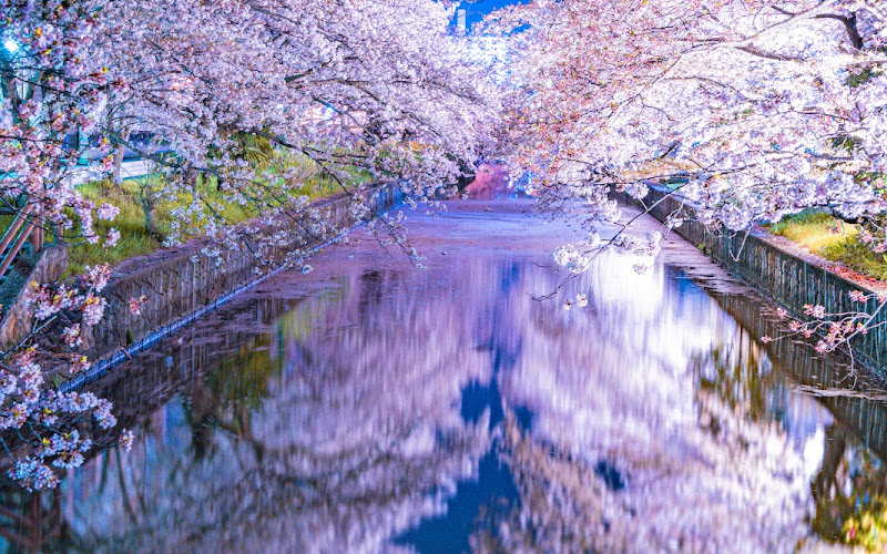 新川サクラ通り