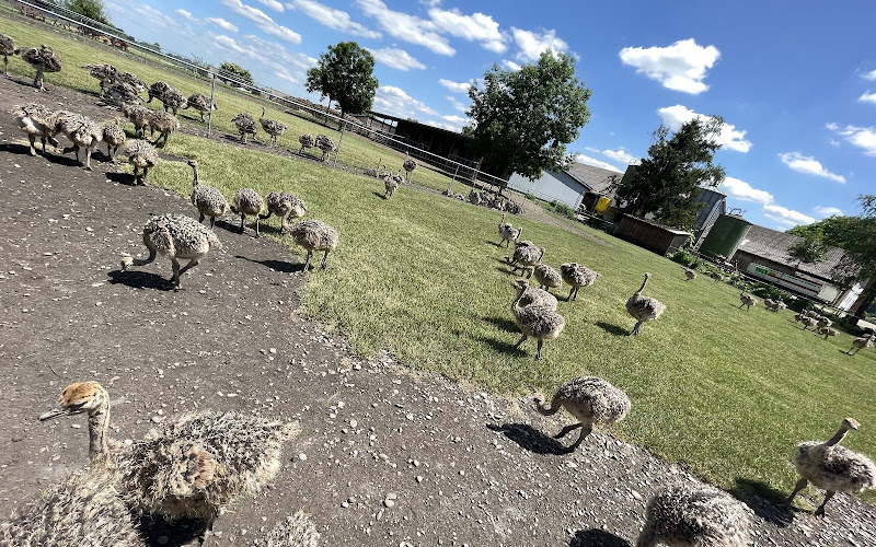 Straussen Eiland (Straussenfarm Donaumoos - Rundgang) Leipheim