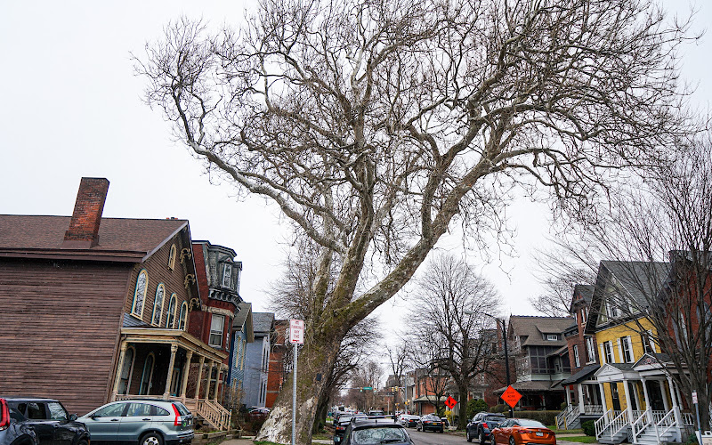 Oldest Tree In Buffalo
