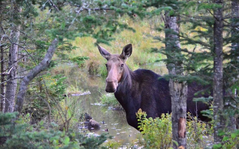 Gorham Moose Tours