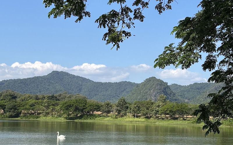 Singha Park Swan Lake