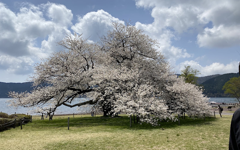 湖畔の一本桜