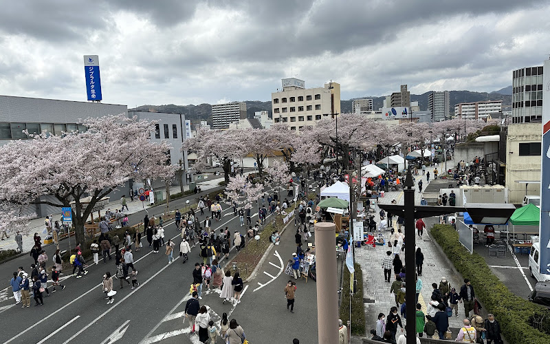 日立平和通りの桜並木