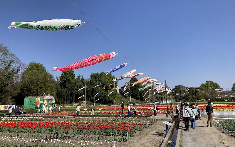 Tulip Park