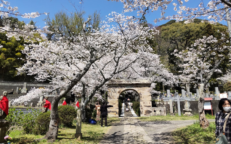 円応寺参道の桜並木