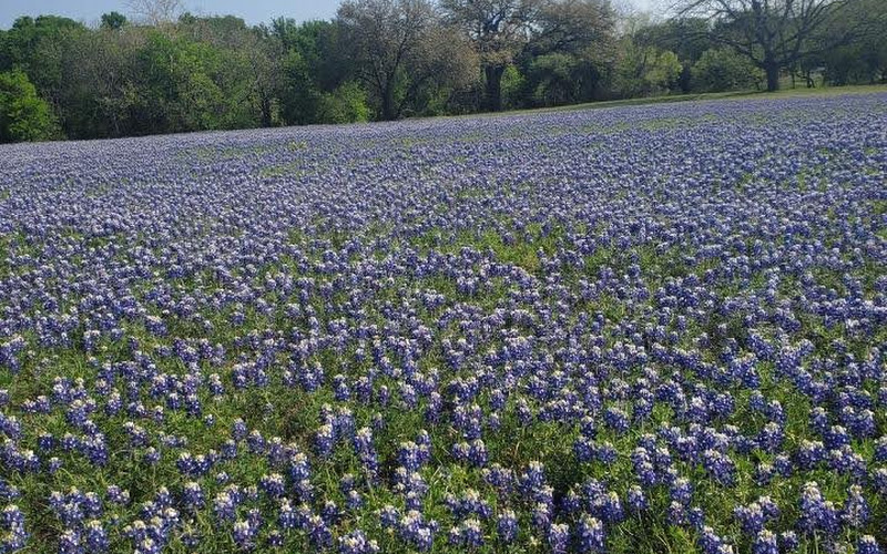 Haley Nelson Park