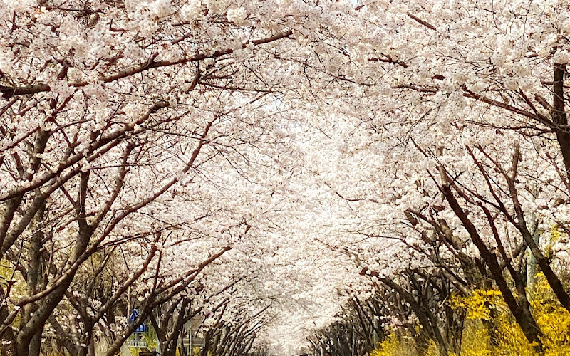 松坡トゥルレギル