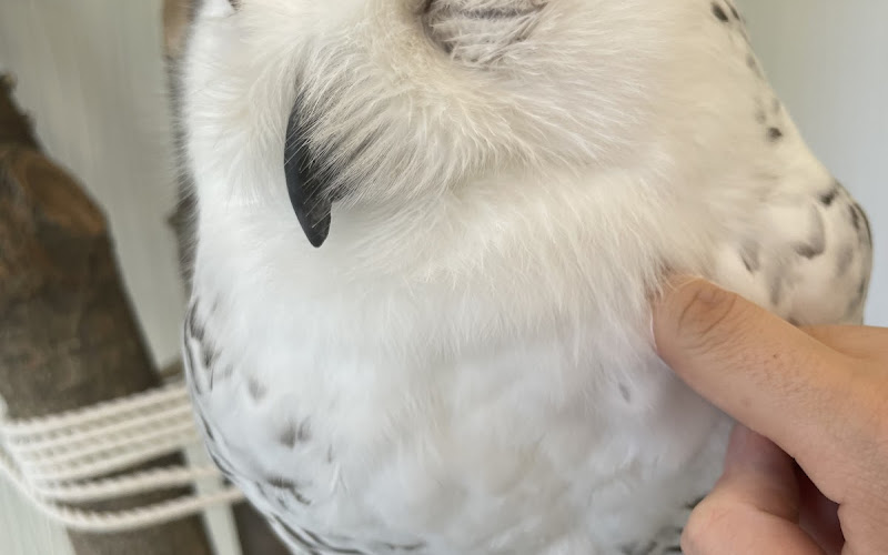 Anifaアニマルカフェ