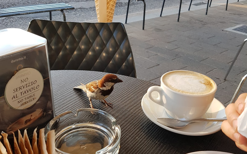 Litoraneo - Caffetteria e Gelateria