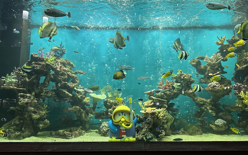 パラオ水族館認定アクアリウム