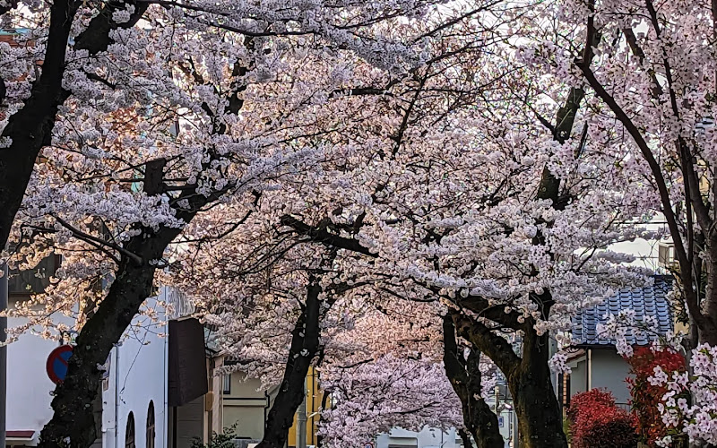 Sakura Tunnel