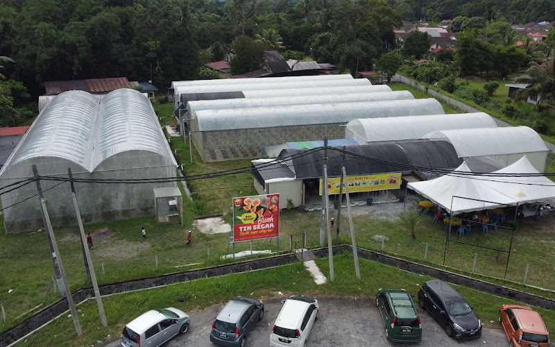 Figtopia - Ladang Buah Tin Changkat Jering, Taiping